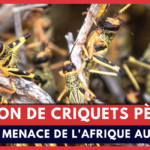 Une invasion de criquets pèlerins pourrait provoquer une famine de l'Afrique au Pakistan