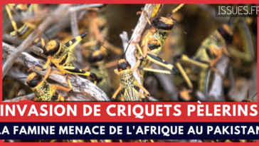 Une invasion de criquets pèlerins pourrait provoquer une famine de l'Afrique au Pakistan