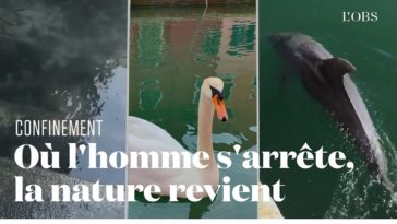 Confinement. Où l'homme s'arrête, la nature revient