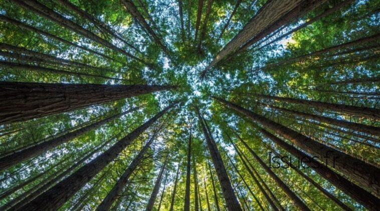 effondrement des écosystèmes biodiversité