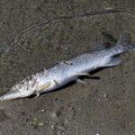 L'usine Lactalis accusée de rejeter 600 kg / jour de produits "très hautement toxiques" dans la rivière de l'Isère