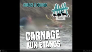 chasse à courre cerf tué collectif anti chasse AVA chasseur