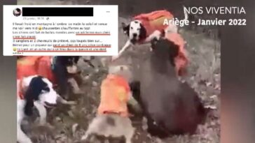 chiens de chasse sanglier chasseur Pierre Rigaux Willy Schraen Morgan Keane