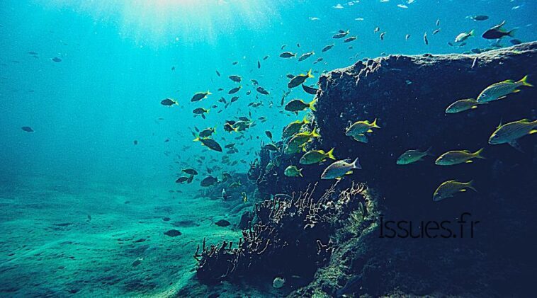 vagues de chaleur marines Méditerranée