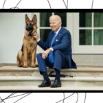 Pourquoi les amoureux des chiens continuent de harceler Joe Biden et les services secrets