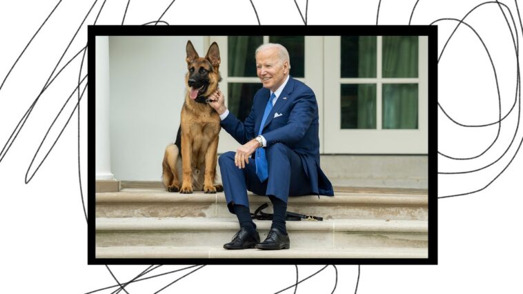 Pourquoi les amoureux des chiens continuent de harceler Joe Biden et les services secrets Pourquoi les amoureux des chiens continuent de harceler Joe Biden et les services secrets