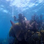 Alarmes océaniques du passé : des coraux centenaires exposent l'intensification du courant du Pacifique Alarmes océaniques du passé : des coraux centenaires exposent l'intensification du courant du Pacifique