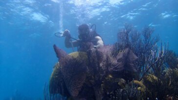 Alarmes océaniques du passé : des coraux centenaires exposent l'intensification du courant du Pacifique