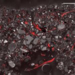 Assiégé : la « peau vivante » de la Terre menacée par le changement climatique A Cross Section of Biocrust