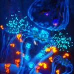 Insulin-Like Hormones Critical for Brain Plasticity