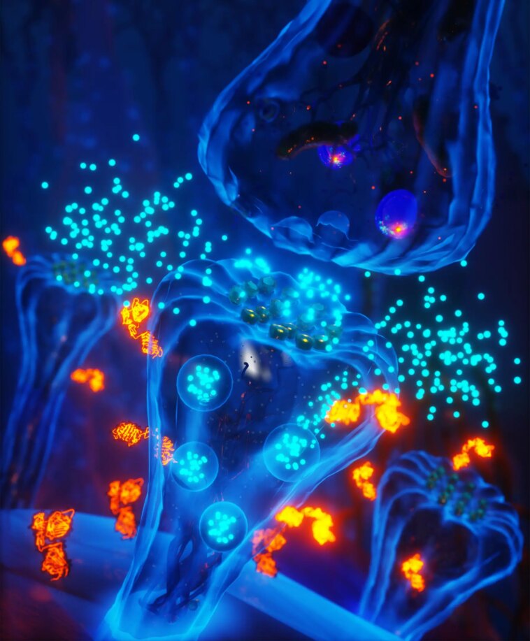 Biocapteur Vision : Révéler le rôle crucial des hormones analogues à l'insuline dans la plasticité cérébrale Insulin-Like Hormones Critical for Brain Plasticity