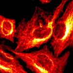 BonFIRE ouvre une nouvelle ère en microscopie : dévoile la diversité moléculaire de la vie avec des détails époustouflants BonFIRE Powerful Imaging