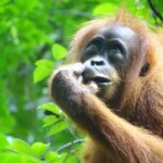Décoder la curiosité des primates : nouvelles découvertes de la forêt tropicale indonésienne Sumatran Orangutan