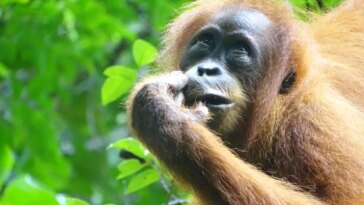 Sumatran Orangutan