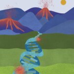Genome Topography Influences Where Cancer Mutations Thrive
