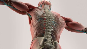 Human Anatomy Back Spine Muscle Bone