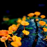 Des champignons zombies-fourmis aux embryons d'hadrosauroïdes : les superbes gagnants du concours d'images d'écologie et d'évolution BMC Invasive Orange Pore Fungus