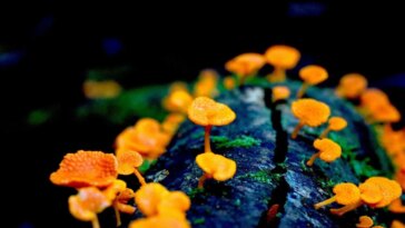 Invasive Orange Pore Fungus