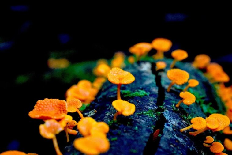 Des champignons zombies-fourmis aux embryons d'hadrosauroïdes : les superbes gagnants du concours d'images d'écologie et d'évolution BMC Invasive Orange Pore Fungus