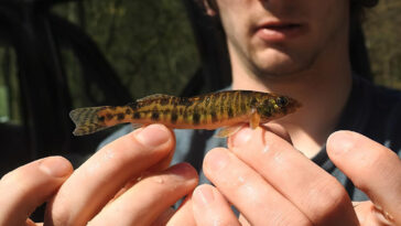 Chesapeake Logperch