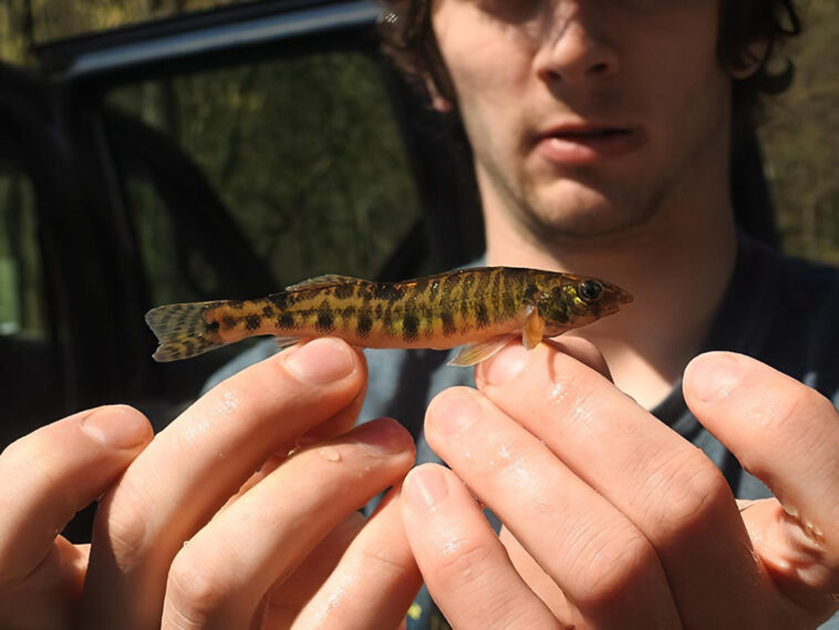 Des chercheurs identifient un poisson unique en son genre dans le cours inférieur de Susquehanna Chesapeake Logperch