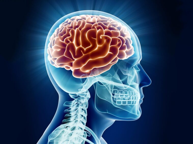 Human Brain Anatomy X-ray