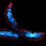 Des scientifiques découvrent le nouveau talon d'Achille de la paroi cellulaire bactérienne Des scientifiques découvrent le nouveau talon d'Achille de la paroi cellulaire bactérienne