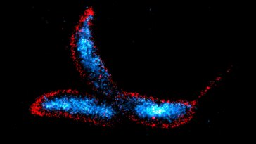 Des scientifiques découvrent le nouveau talon d'Achille de la paroi cellulaire bactérienne