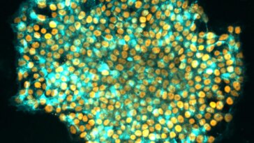 Des scientifiques découvrent une méthode « Dynamite » pour effacer la mémoire d'une cellule afin de mieux la reprogrammer en tant que cellule souche