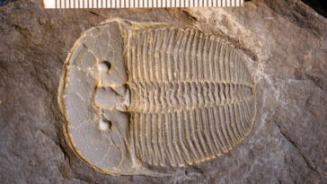 Des scientifiques dévoilent les secrets d'une stratégie de survie inhabituelle d'une espèce ancienne