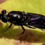 Des scientifiques transforment des mouches en plastique biodégradable Black Soldier Fly