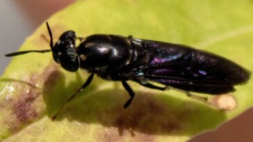 Black Soldier Fly