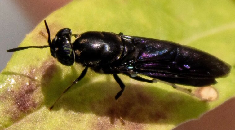 Des scientifiques transforment des mouches en plastique biodégradable Black Soldier Fly