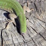 Lizard Tail Regeneration