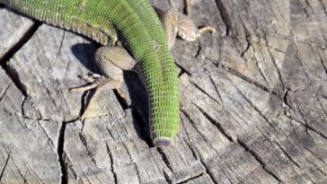 Lizard Tail Regeneration
