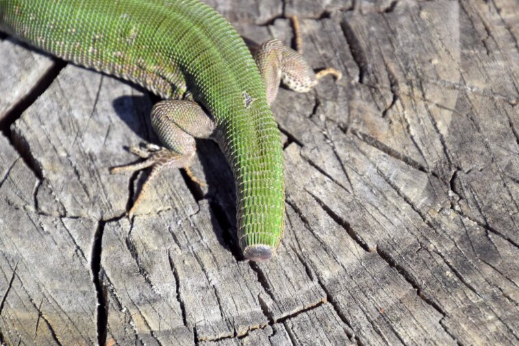 Déverrouiller le secret du lézard : une percée dans la régénération du cartilage Lizard Tail Regeneration