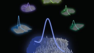 Époustouflant : une règle mathématique découverte derrière la répartition des neurones dans notre cerveau