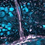 Gardien de l'esprit : le rôle surprenant du crâne dans la santé du cerveau Gardien de l'esprit : le rôle surprenant du crâne dans la santé du cerveau