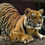 Tiger Sharpening Claws