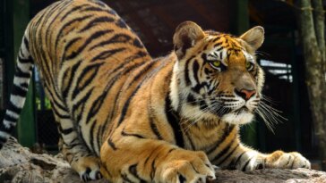 Tiger Sharpening Claws