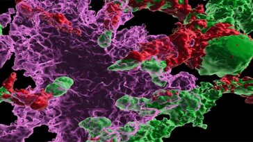 Systemic Transplantation of Wild Type Hematopoietic Stem and Progenitor Cells