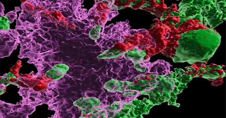 Systemic Transplantation of Wild Type Hematopoietic Stem and Progenitor Cells