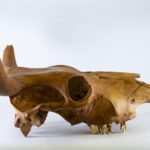 L'ADN ancien révèle les racines africaines du bétail américain