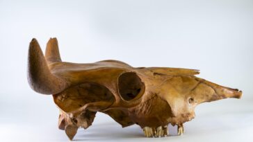 L'ADN ancien révèle les racines africaines du bétail américain