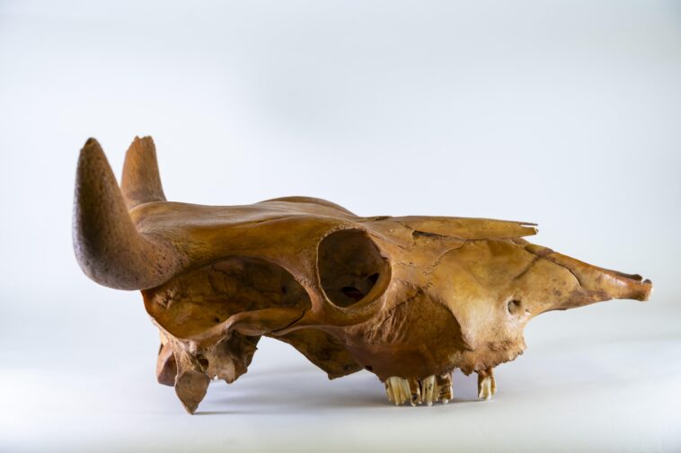 L'ADN ancien révèle les racines africaines du bétail américain