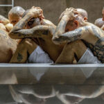 La guerre contre la drogue au Salvador : une success story ? La guerre contre la drogue au Salvador : une success story ?