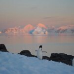 Penguins and a Seal on the Antarctic Peninsula