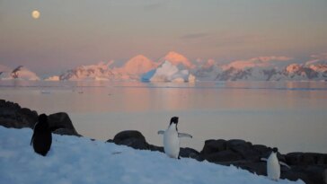 Penguins and a Seal on the Antarctic Peninsula