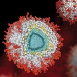 Le virus qui ne part jamais vraiment - Les scientifiques démasquent les tactiques cachées de l'herpès