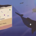 L'invasion silencieuse du plastique dans l'océan : les mammifères marins transportent désormais des microplastiques à l'intérieur L'invasion silencieuse du plastique dans l'océan : les mammifères marins transportent désormais des microplastiques à l'intérieur